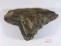 藏品(草原猛獁象左下臼齒)的圖片